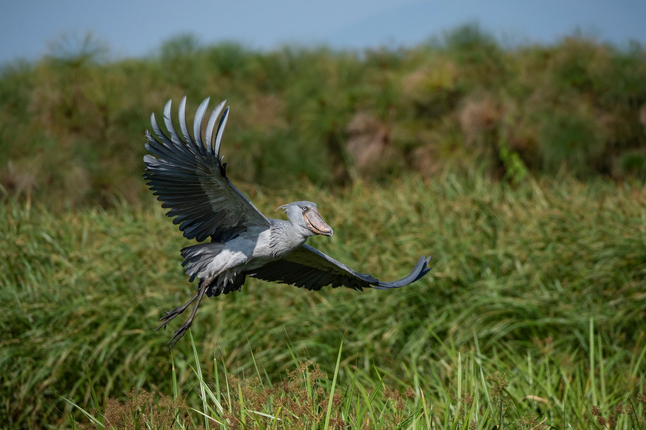 Shoebill stork
