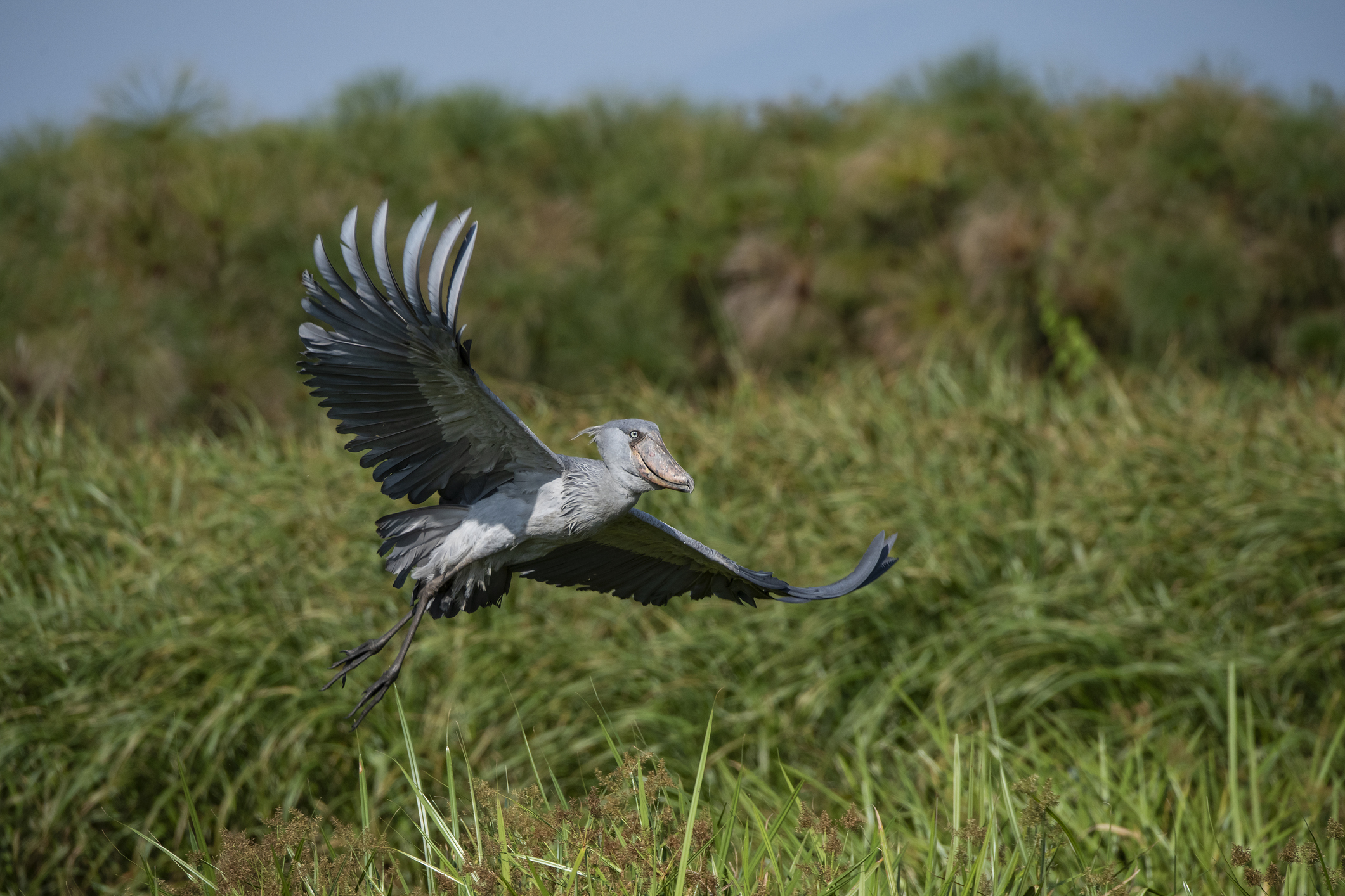 Shoebill stork