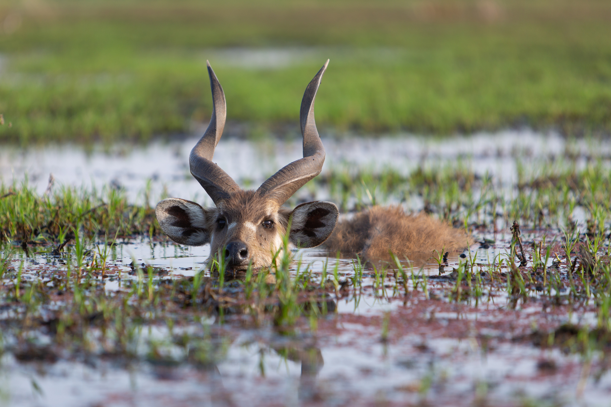 Sitatunga