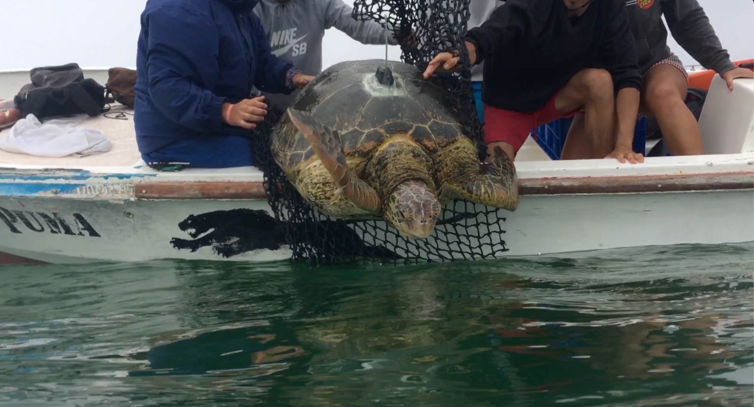 Yellow-morph green turtle being tagged