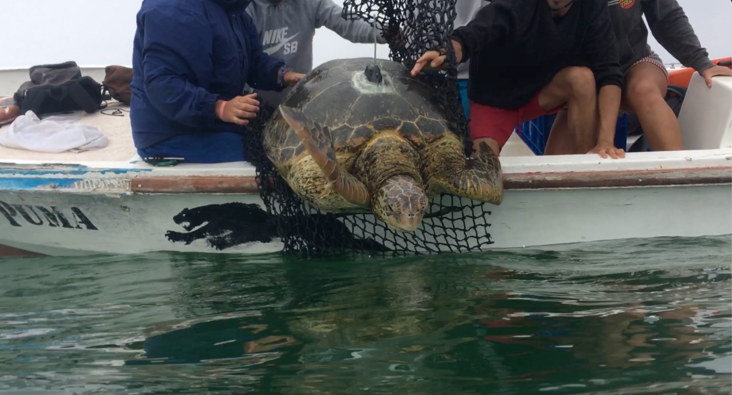 Yellow-morph green turtle being tagged