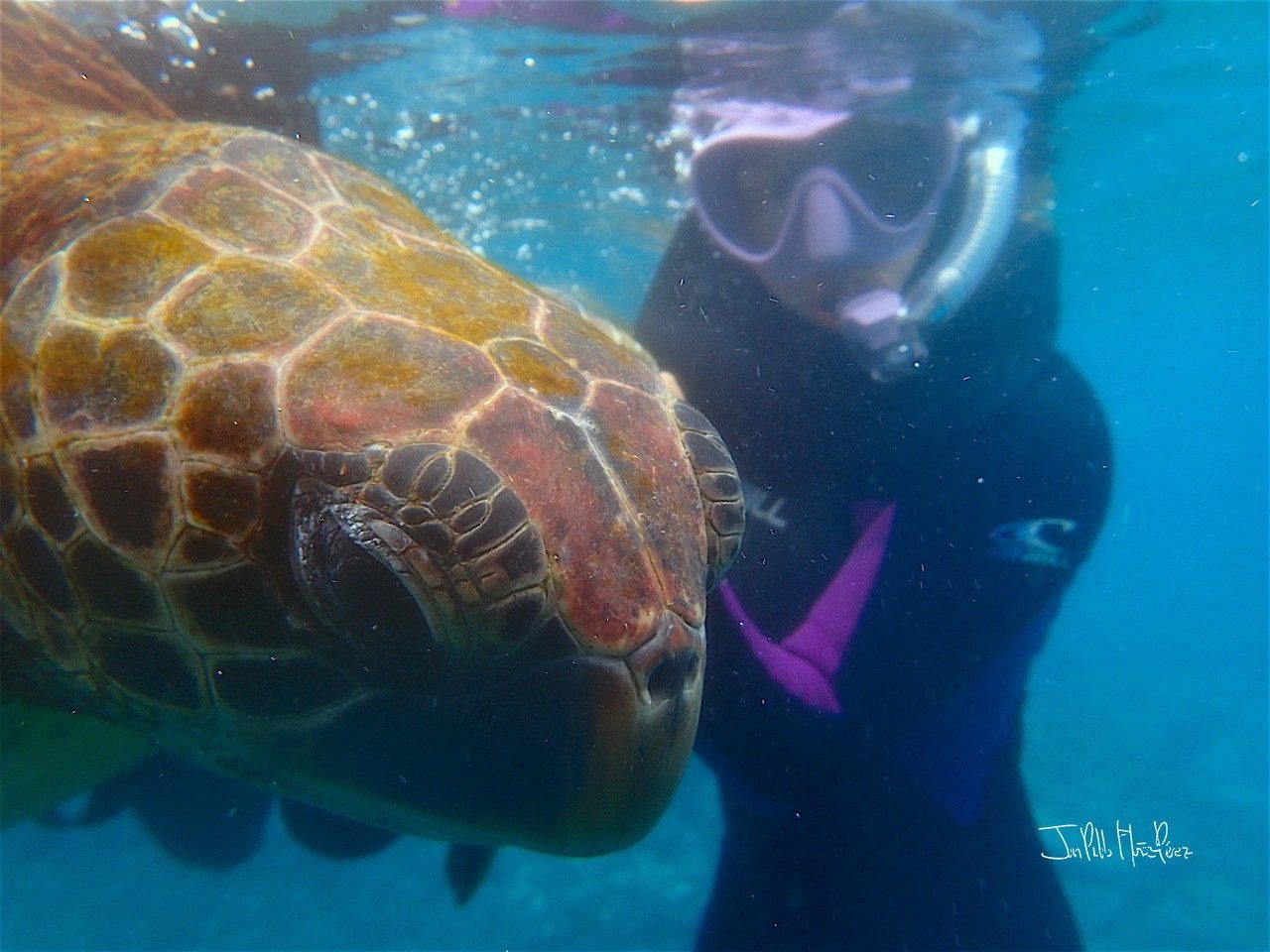 Yellow-morph green turtle with researcher