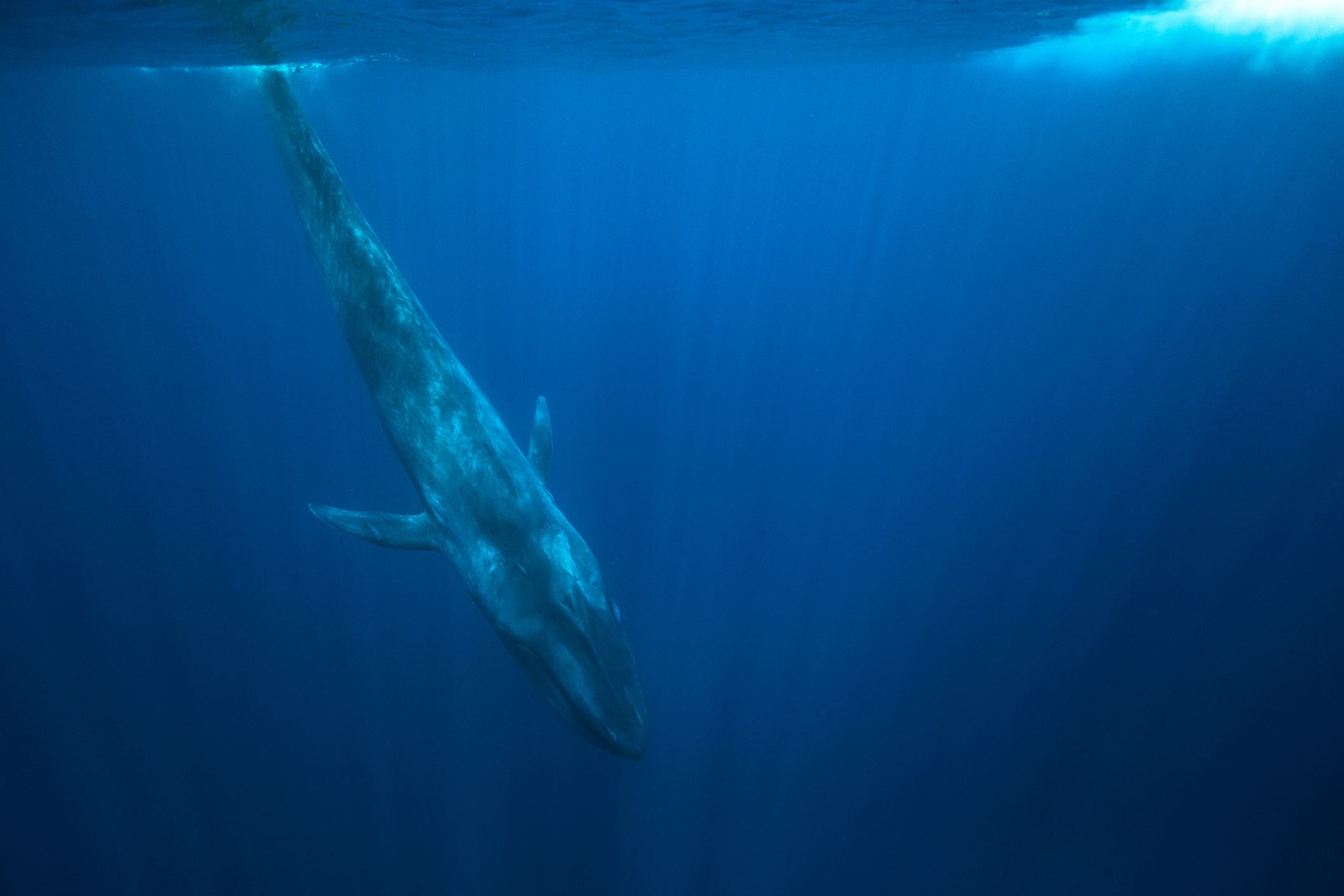 Blue Whale