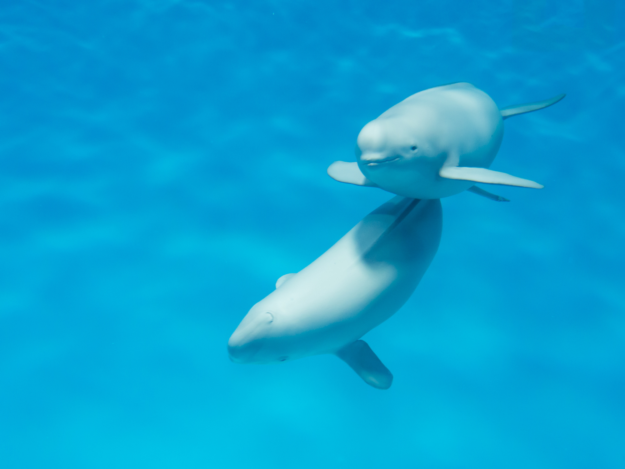 What does a porpoise look like