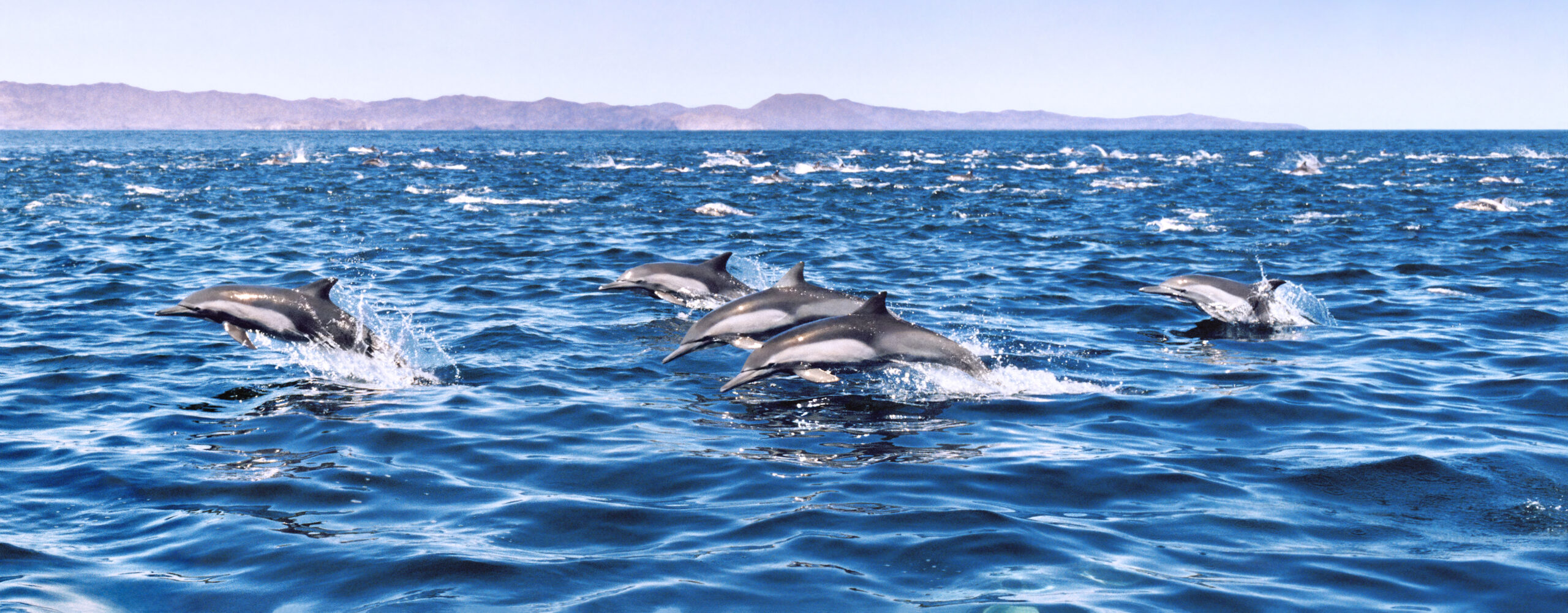 Pod of dolphins
