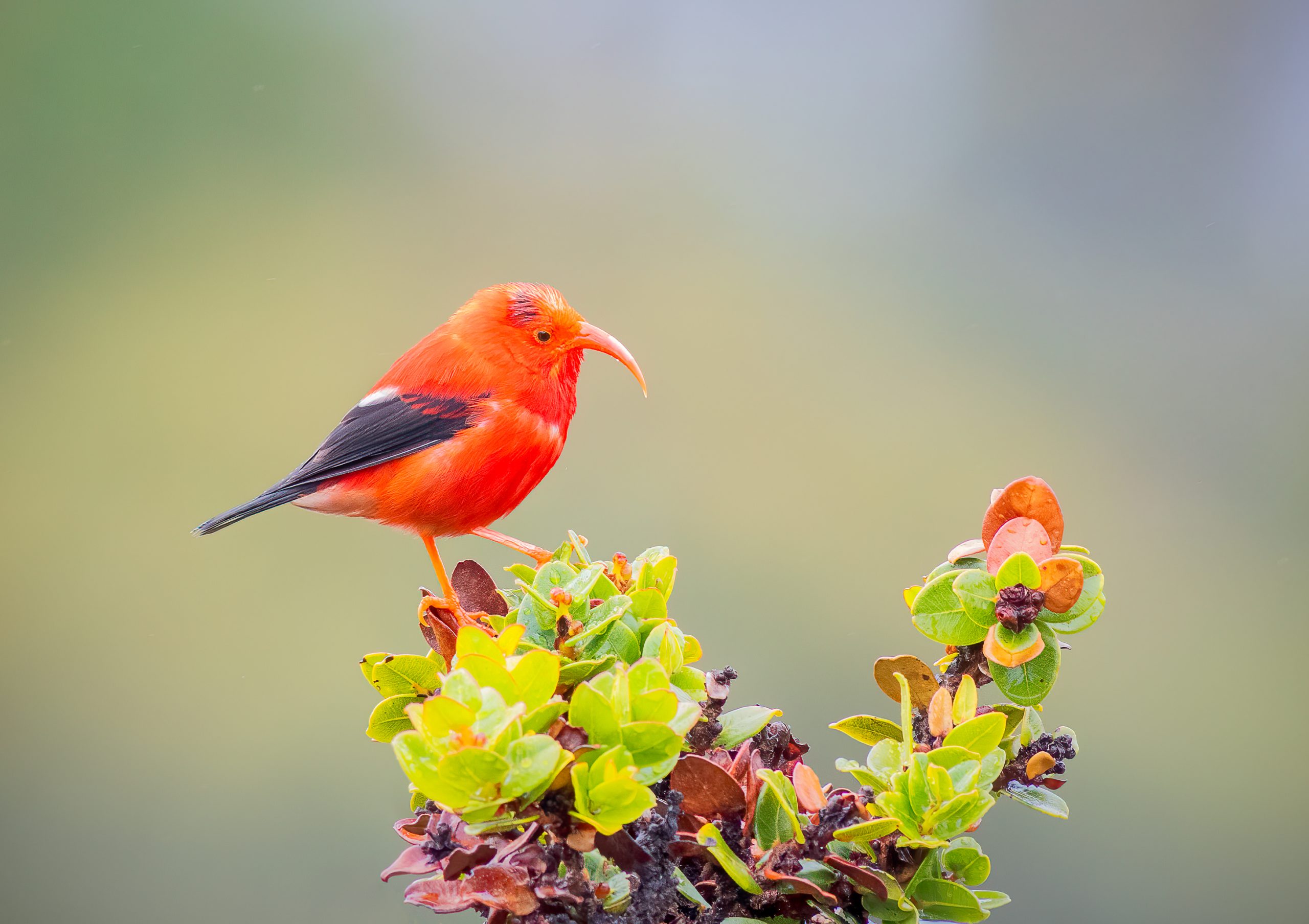 Red bird on tree