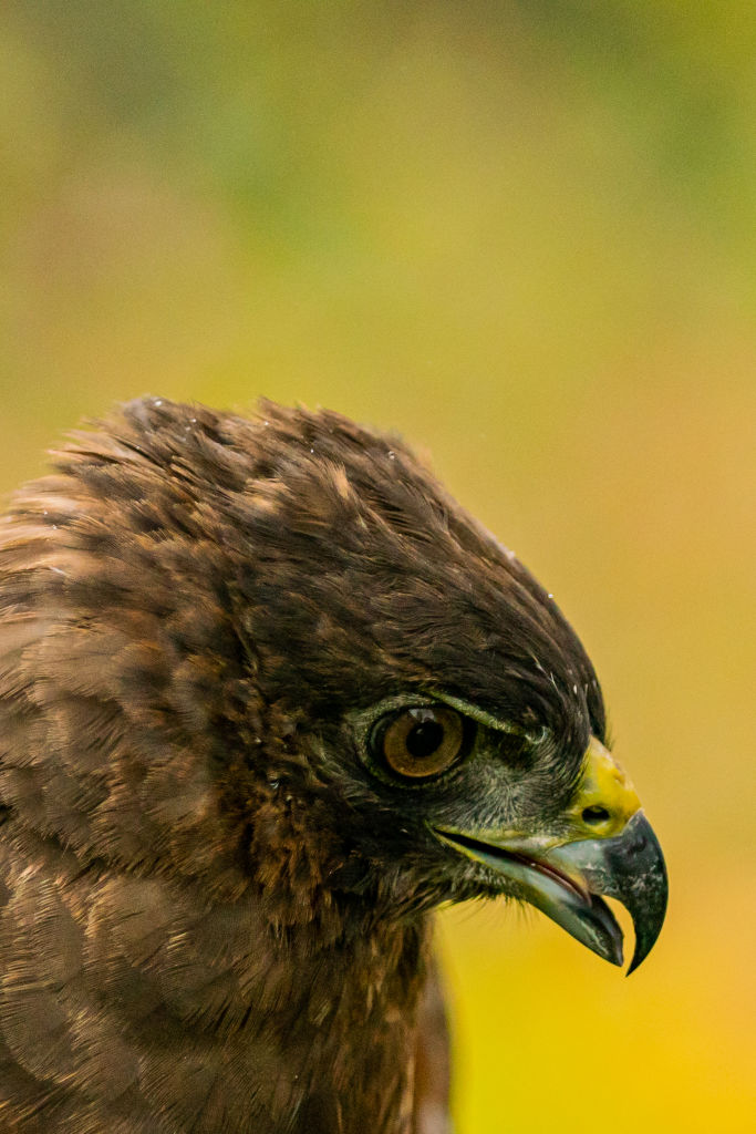 Hawk
