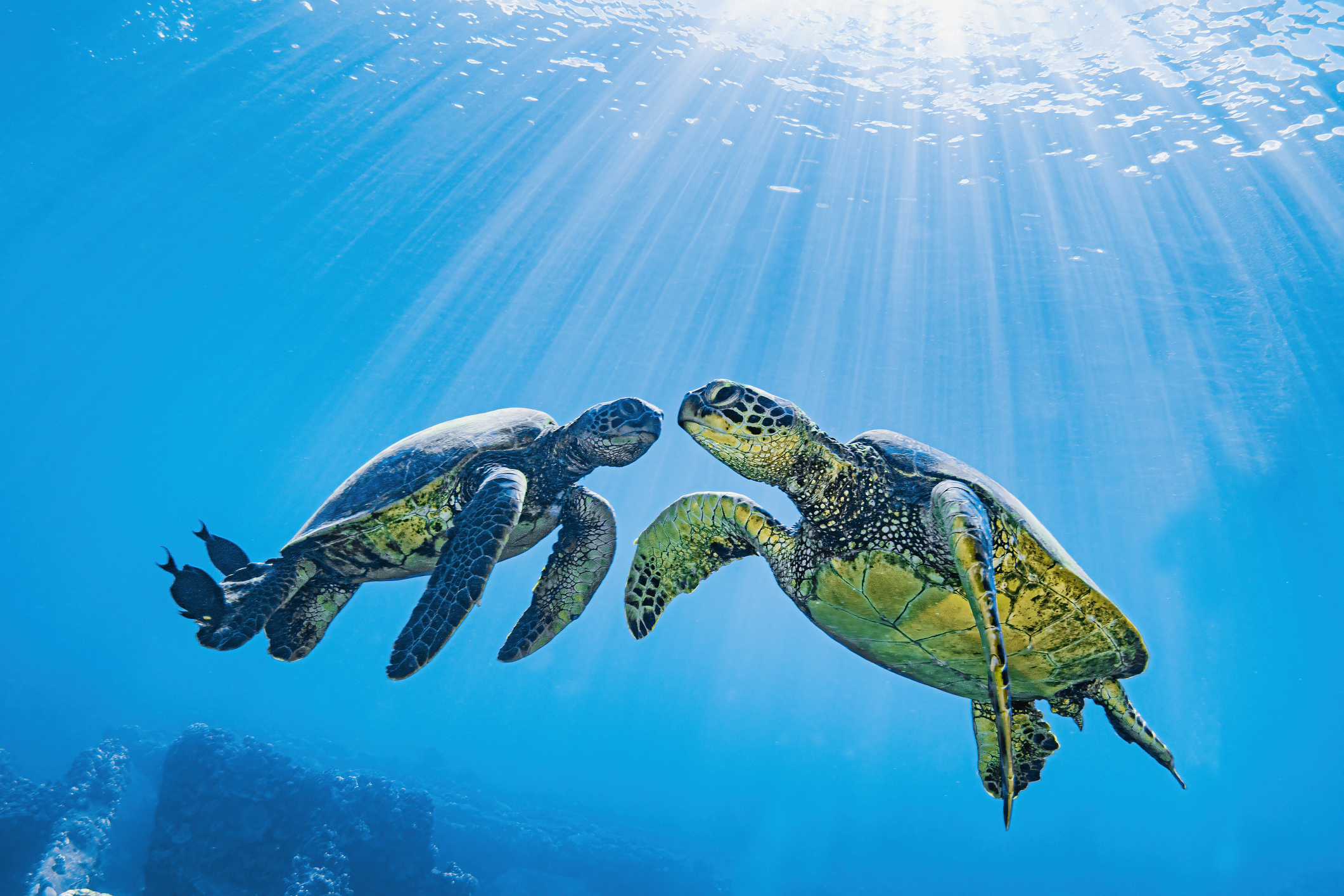 Chelonia mydas