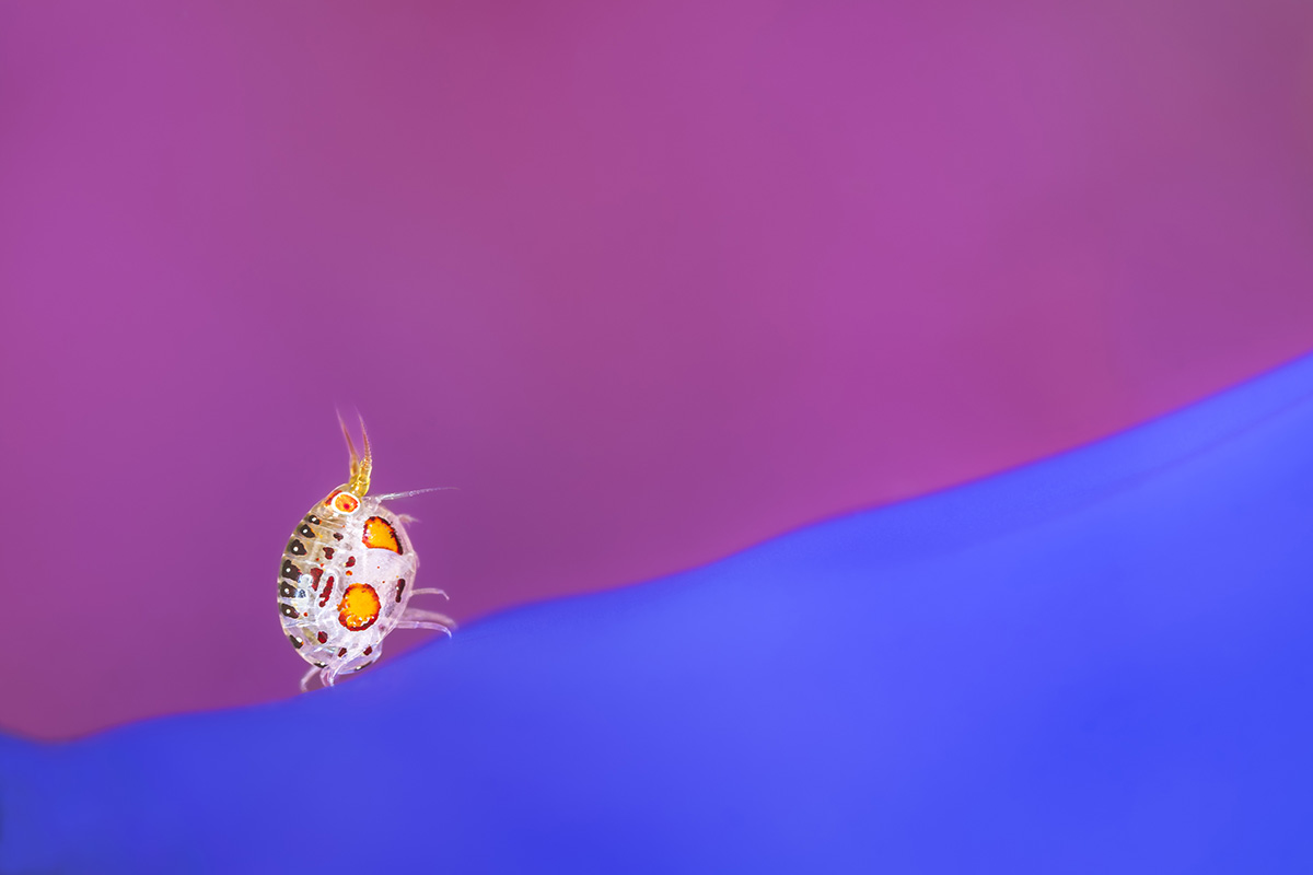 A macro underwater image of a small underwater creature with orange spots on a light body with a split pink and blue background. 