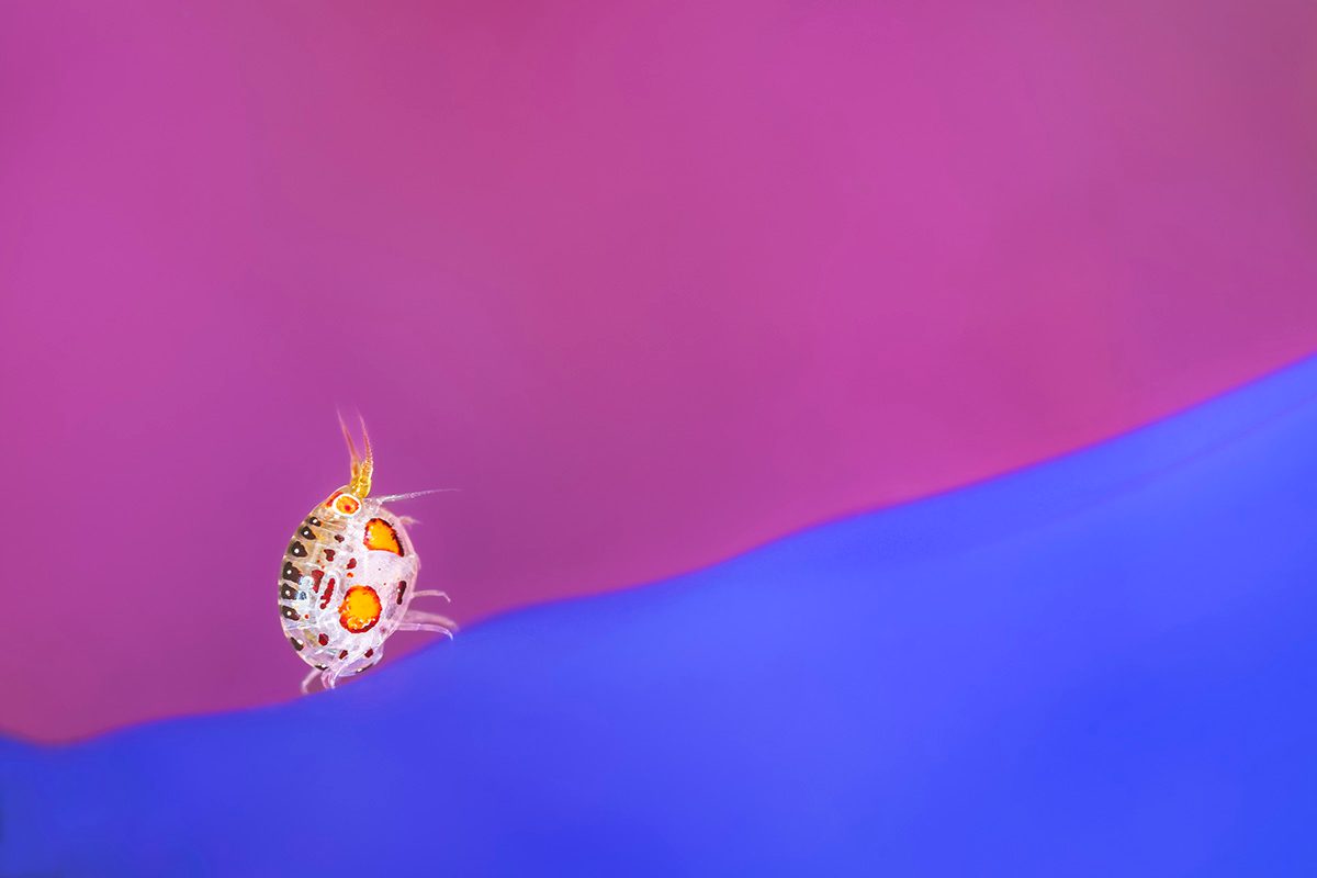 A macro underwater image of a small underwater creature with orange spots on a light body with a split pink and blue background. 