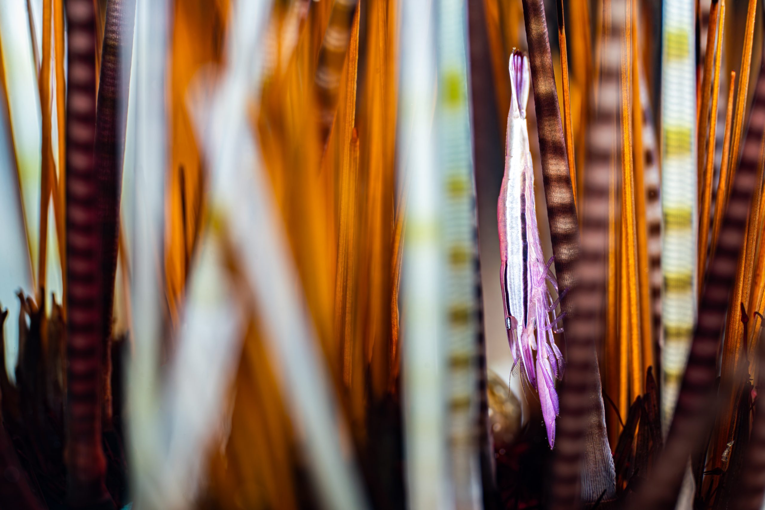 A small shrimp is camouflaged amongst vertical multicolour striped spines. 