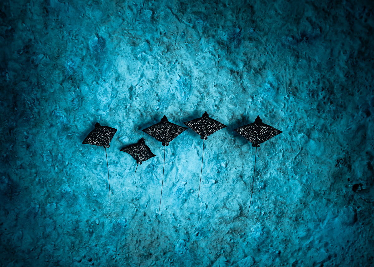 An underwater shot showing a row of rays on the seafloor.