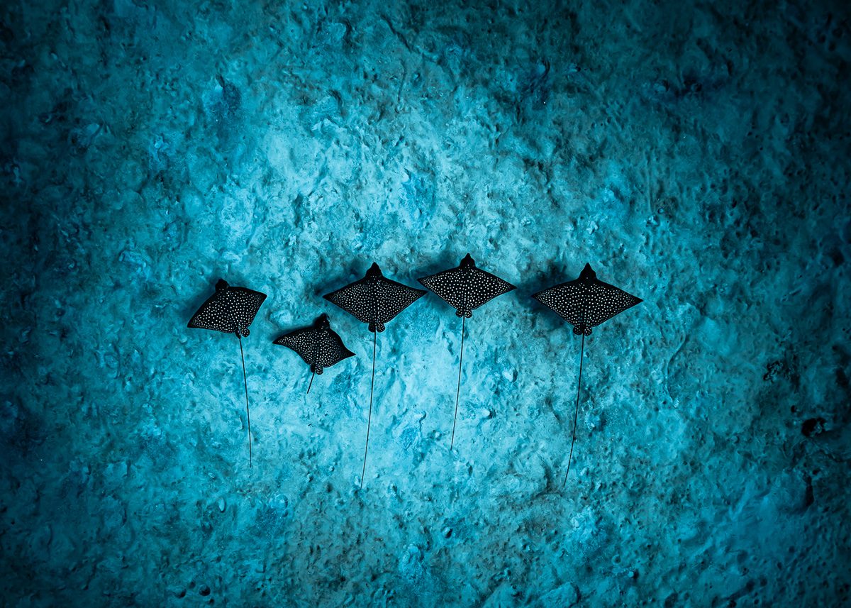 An underwater shot showing a row of rays on the seafloor.
