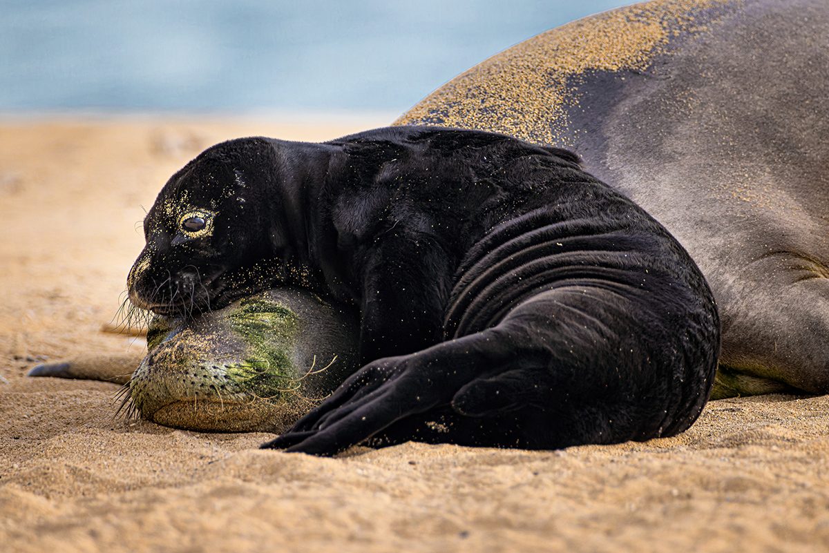 A black seal rests on the head of it's mother on a sandy beach.
