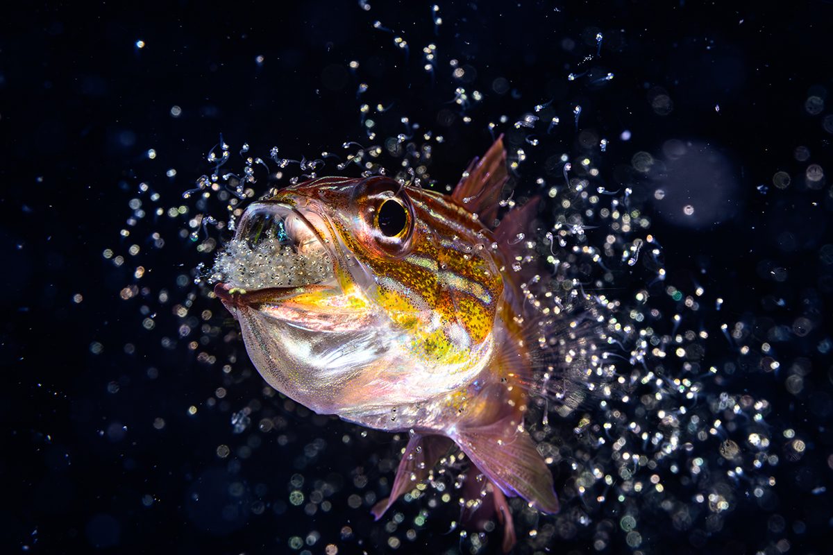 Close-up underwater photograph of a fish facing the camera, surrounded by a burst of sparkling bubbles against a dark blue-black background.