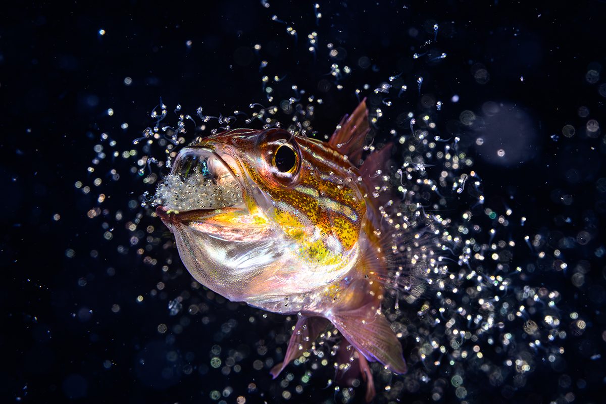 Close-up underwater photograph of a fish facing the camera, surrounded by a burst of sparkling bubbles against a dark blue-black background.