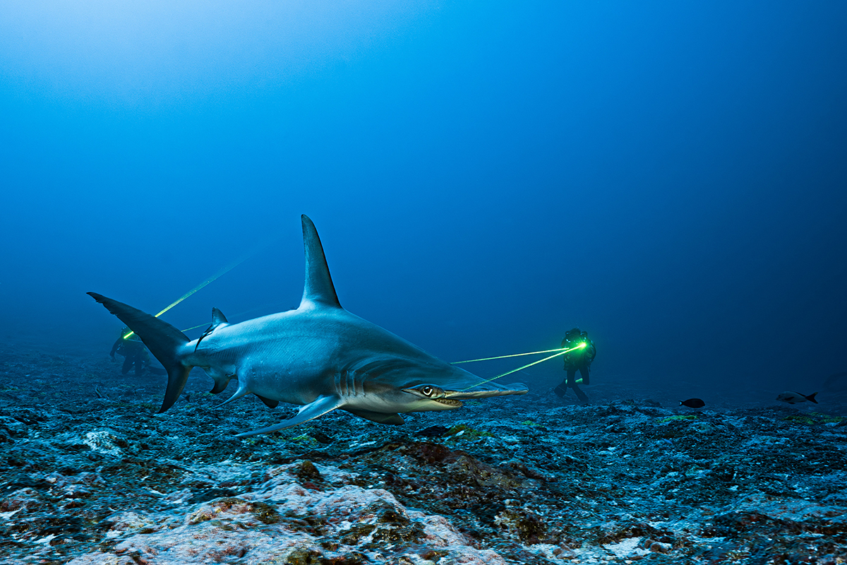 A hammerhead shark is being measured in it's natural habitat with lasers by divers who are in the background. 