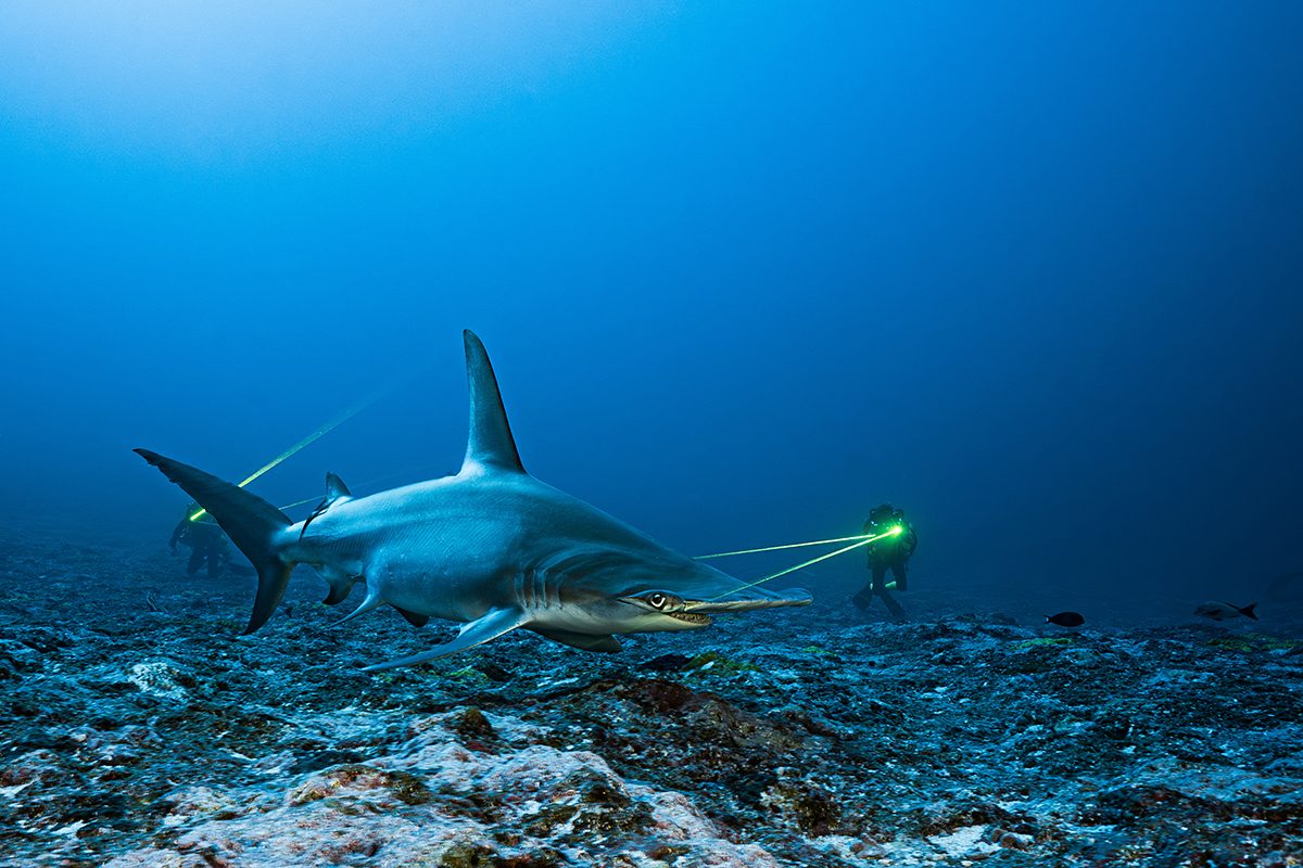 A hammerhead shark is being measured in it's natural habitat with lasers by divers who are in the background. 