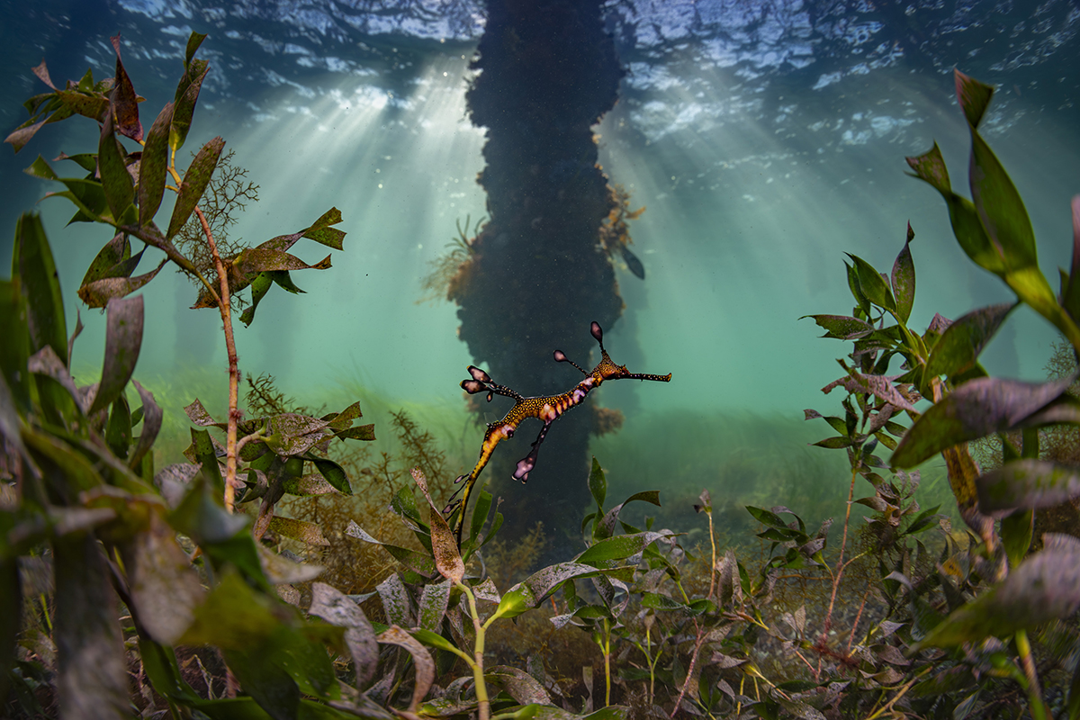 An underwater shot of a small orange and pink speckled seahorse is centre frame, almost camouflaged amongst the seaweed surrounding it. There's rays of sunlight coming through the waters surface in the background.