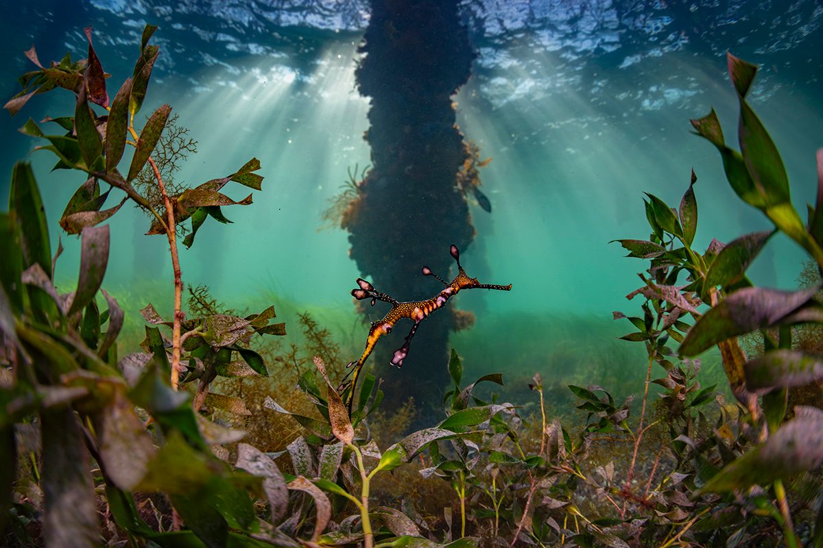 An underwater shot of a small orange and pink speckled seahorse is centre frame, almost camouflaged amongst the seaweed surrounding it. There's rays of sunlight coming through the waters surface in the background.