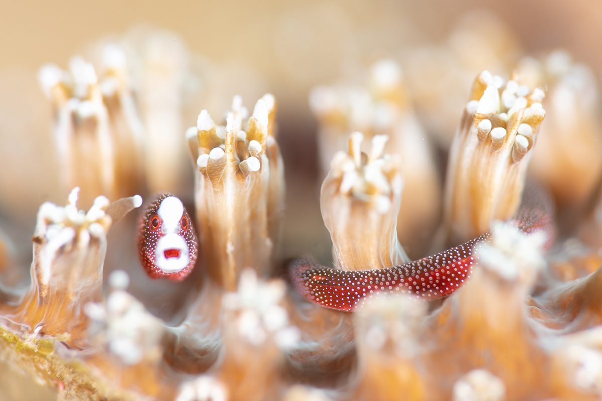 An underwater shot of a small red fish looking at the camera between beige coral polyps. 