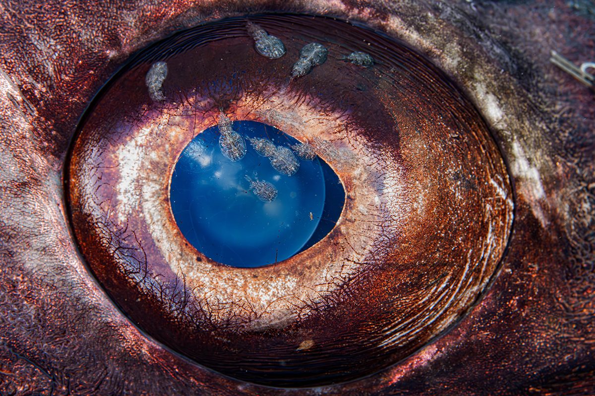 A close up image of a sea creatures eye that has small grey parasitic creatures in. 