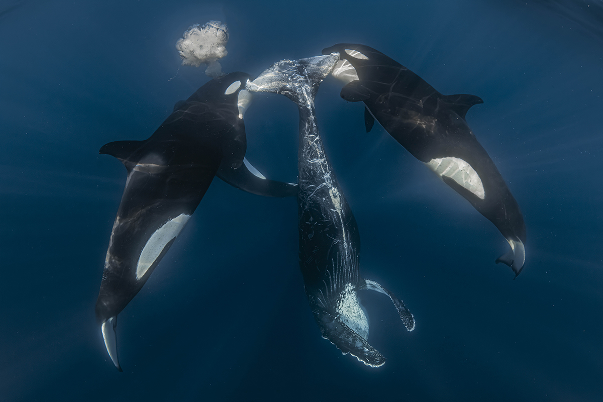  An underwater image of two orcas on either side of a juvenile humpback whale. 