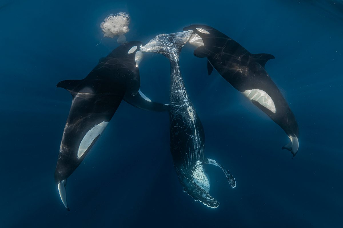  An underwater image of two orcas on either side of a juvenile humpback whale. 