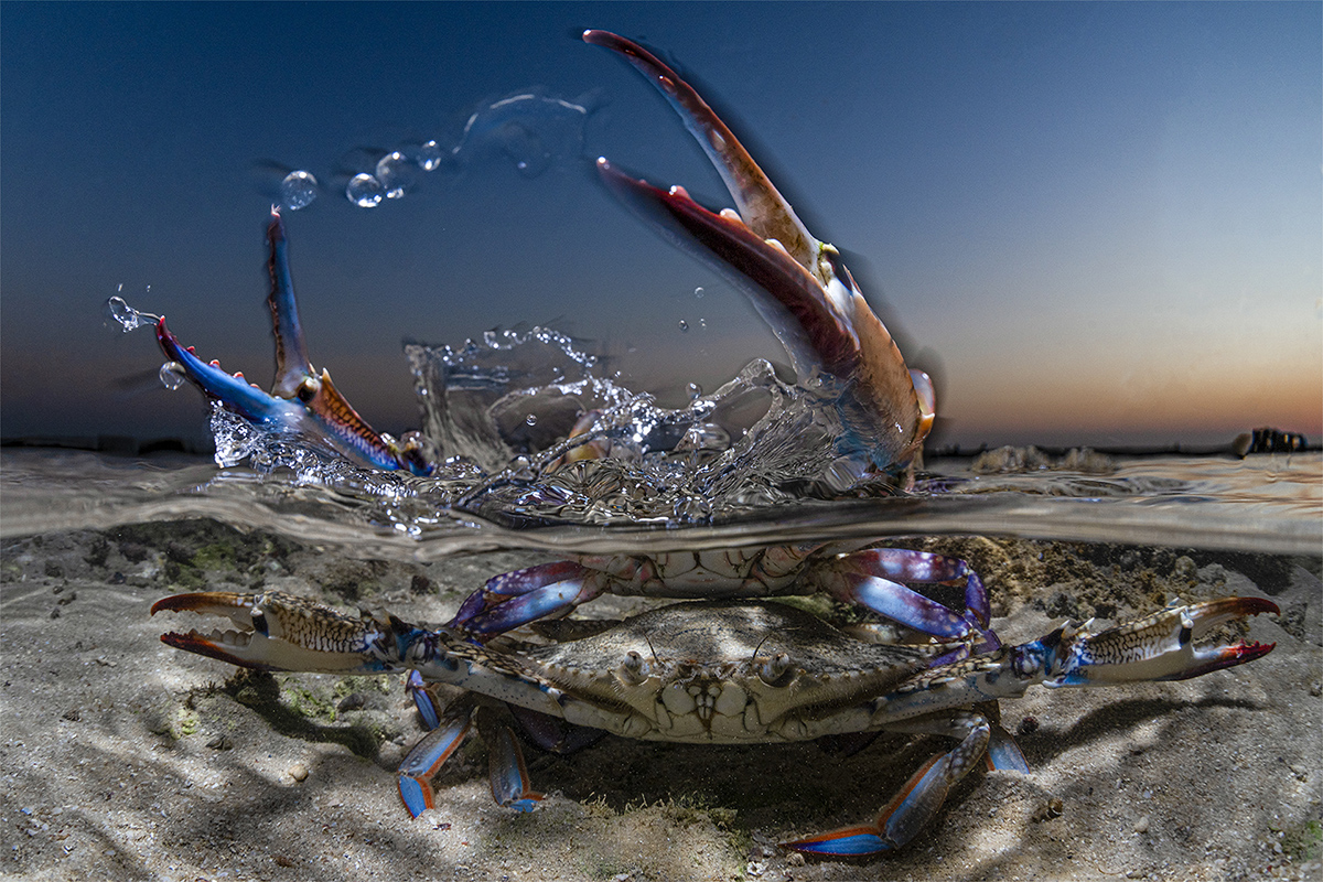 A brightly coloured crab is centre frame, half submerged in clear water splashing it's claws above. 
