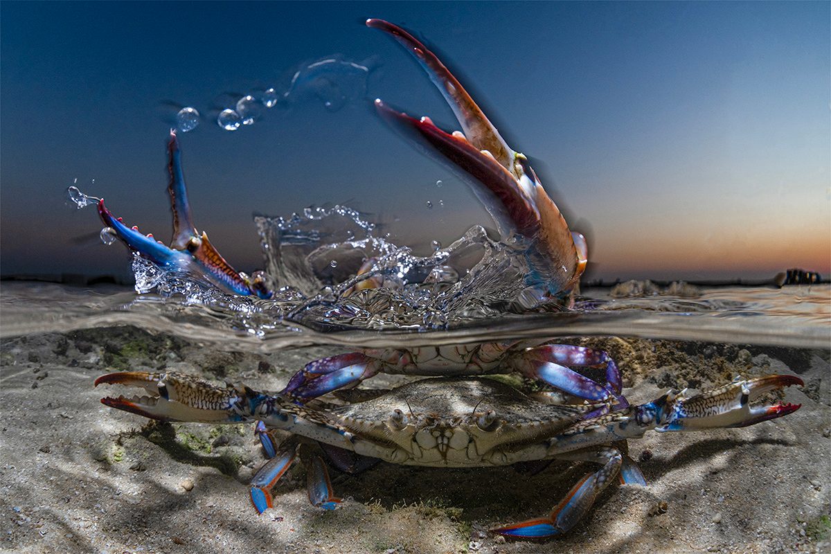 A brightly coloured crab is centre frame, half submerged in clear water splashing it's claws above. 