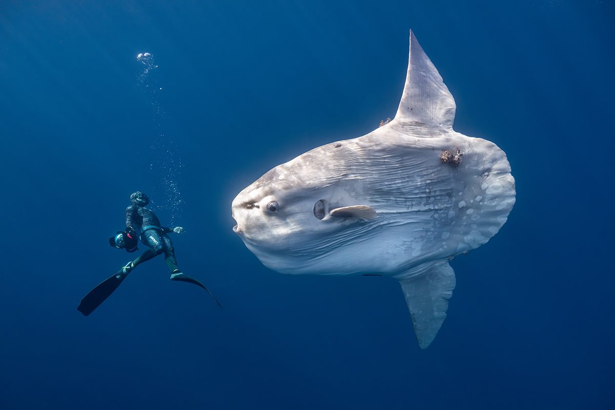 An underwater shot of a large sunfish to the right of the frame facing a diver on the left. 