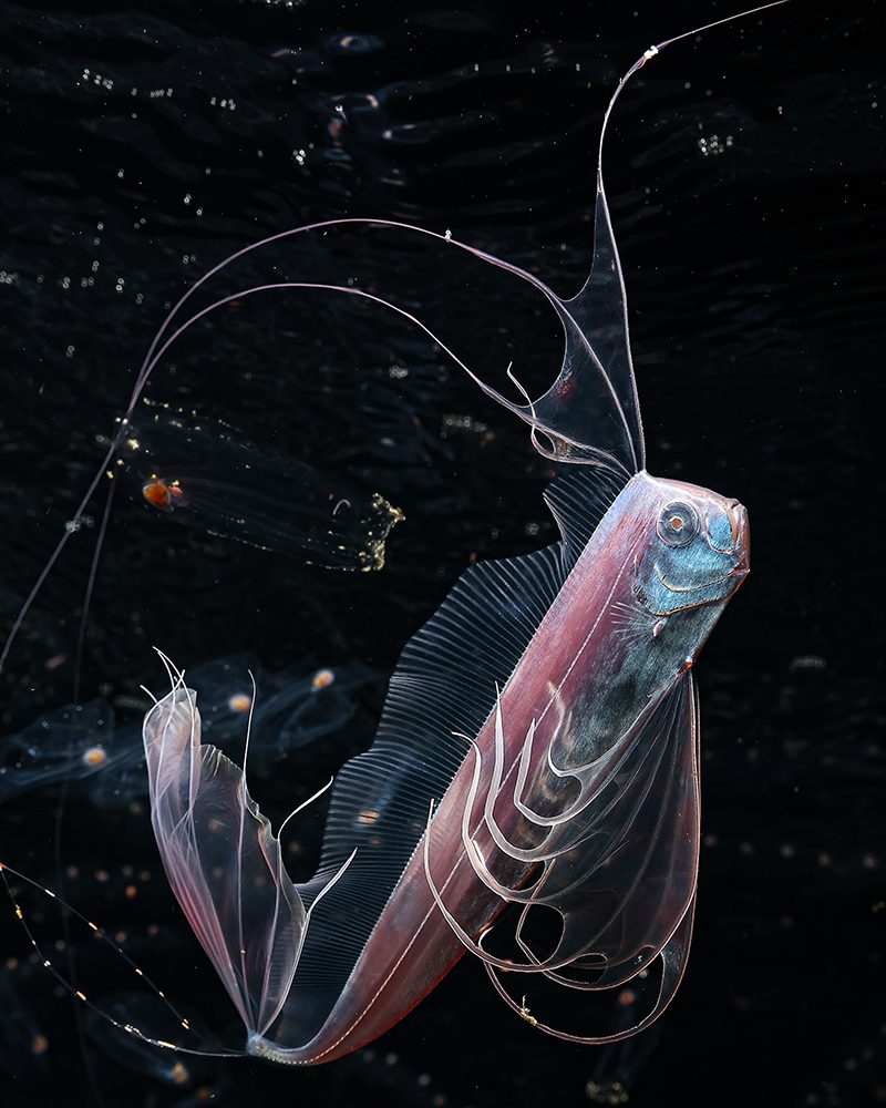 An underwater image of a light pink and blue fish is centre frame with a black background and elegant looking fins.
