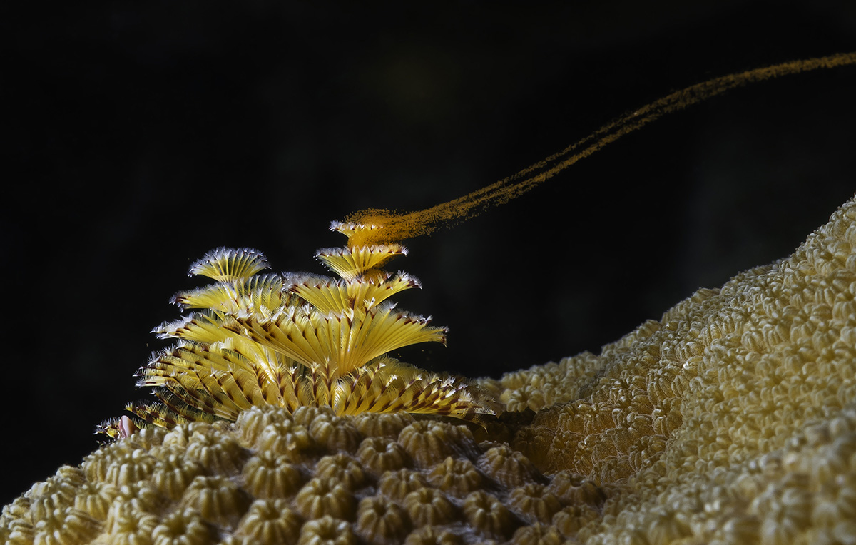 A stream of fine orange dots float from a yellow tiered coral amongst beige sea floor and black background.