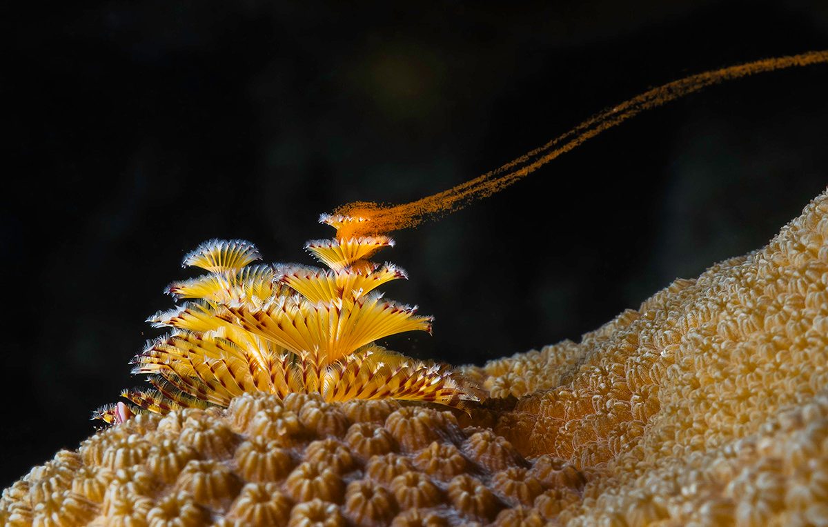 A stream of fine orange dots float from a yellow tiered coral amongst beige sea floor and black background.