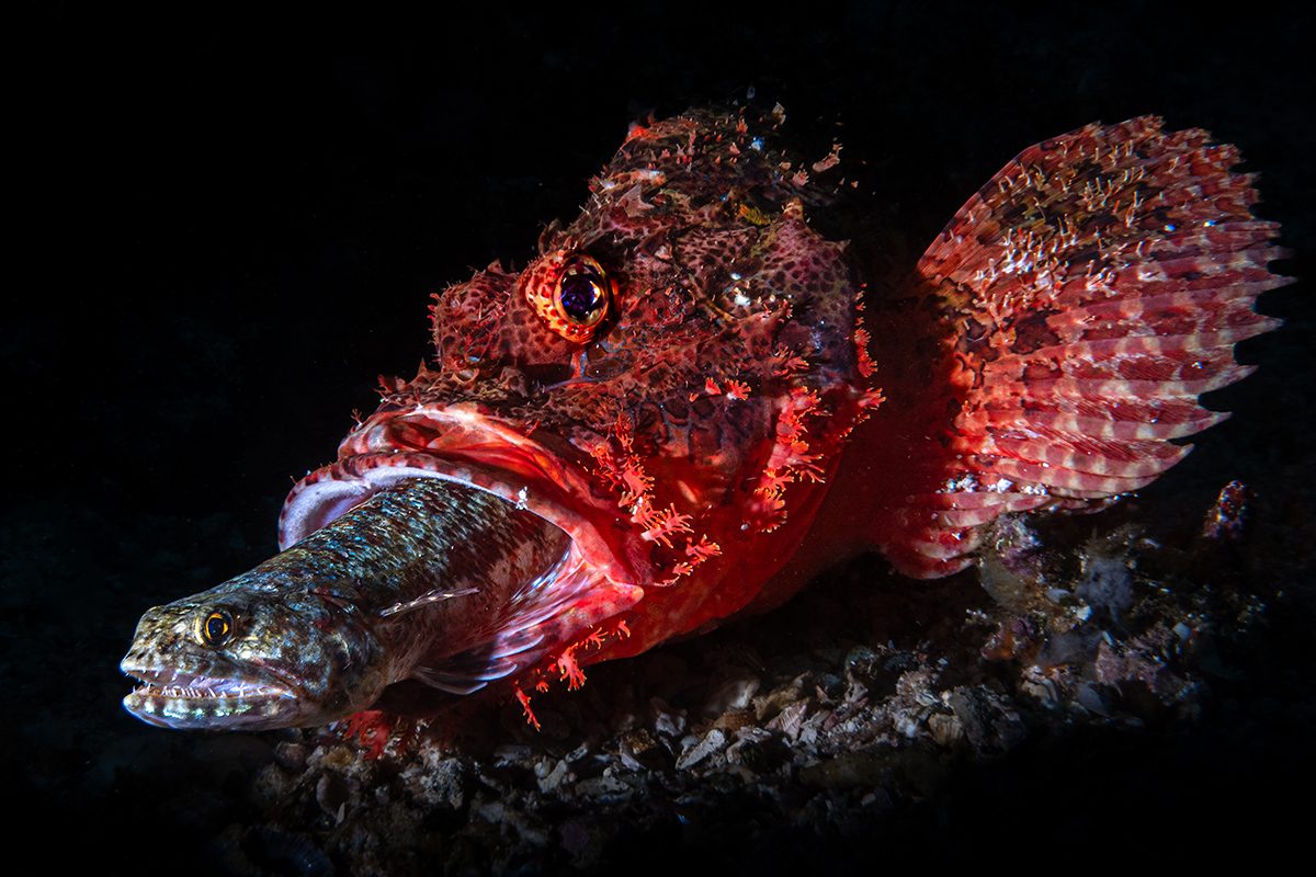 Close-up underwater photograph of a red scorpionfish resting on the seabed against a black background, holding a smaller fish crosswise in its mouth.