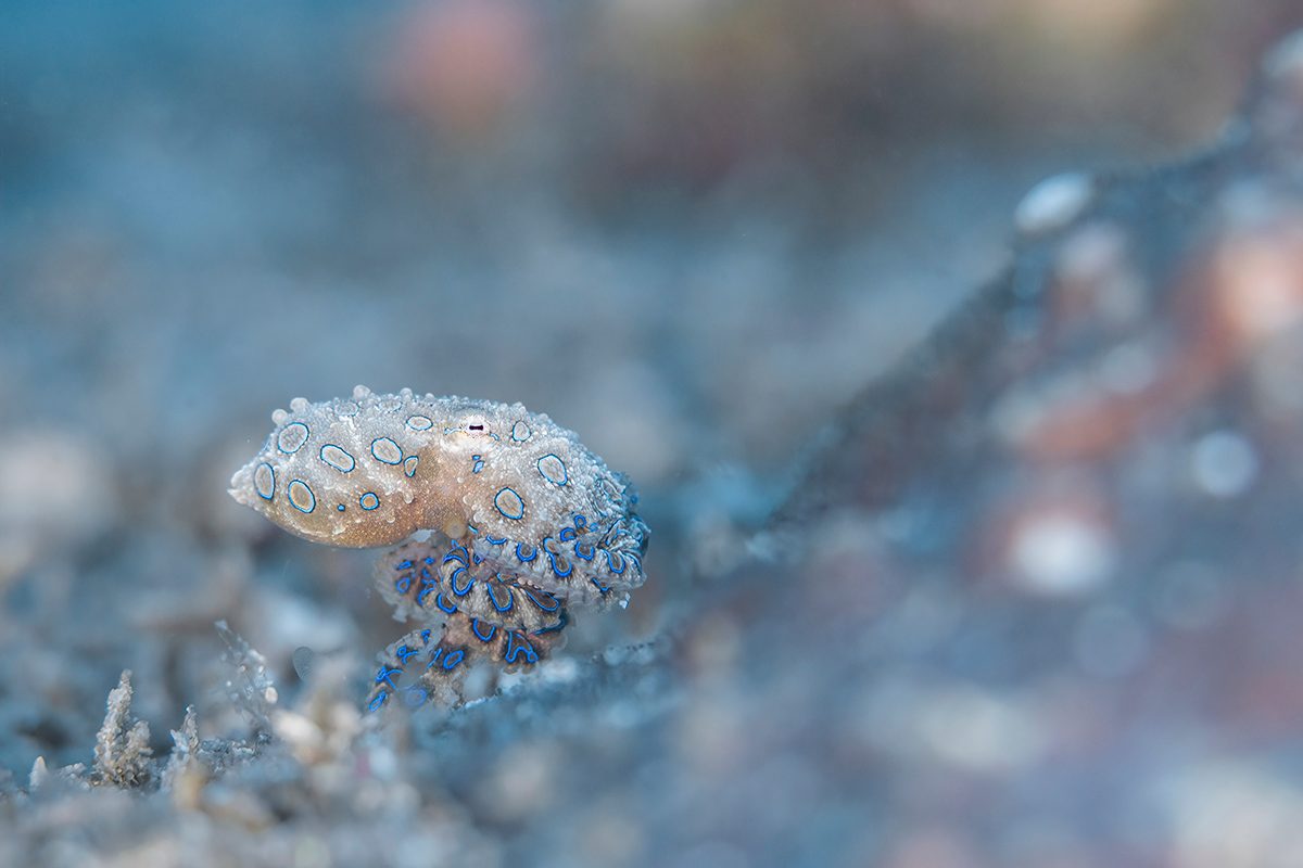 A close up underwater image of a small pale-coloured octopus with blue circles to the left of the image amongst a pale blue coloured reef. 