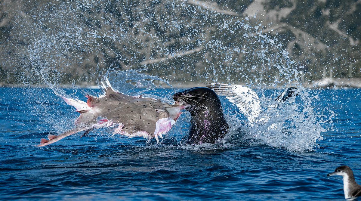 A seal tears apart a rough skate amongst splashing in blue waters.