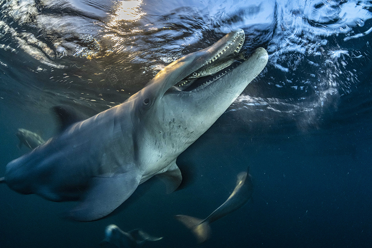 Underwater photograph of a bottlenose dolphin swimming just below the ocean surface, about to bite a fish that is in it's mouth.