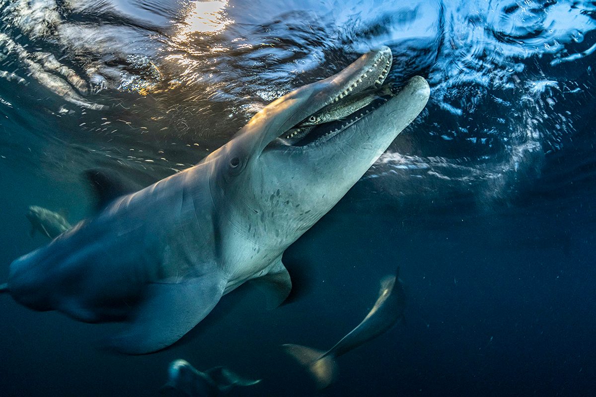 Underwater photograph of a bottlenose dolphin swimming just below the ocean surface, about to bite a fish that is in it's mouth.
