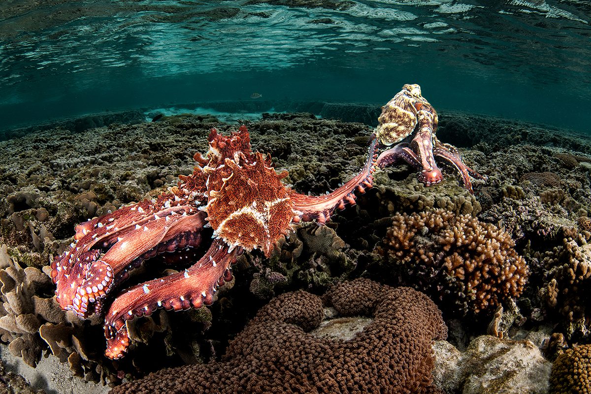 Wide-angle underwater photograph of a reddish-orange octopus moving across a shallow coral reef, with an arm extended diagonally to mate with another octopus.