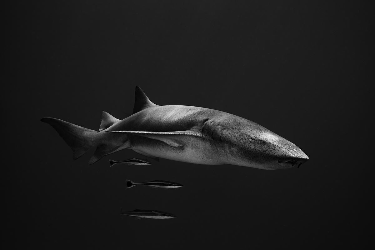 A black and white underwater image of a shark with three small fish underneath it. 
