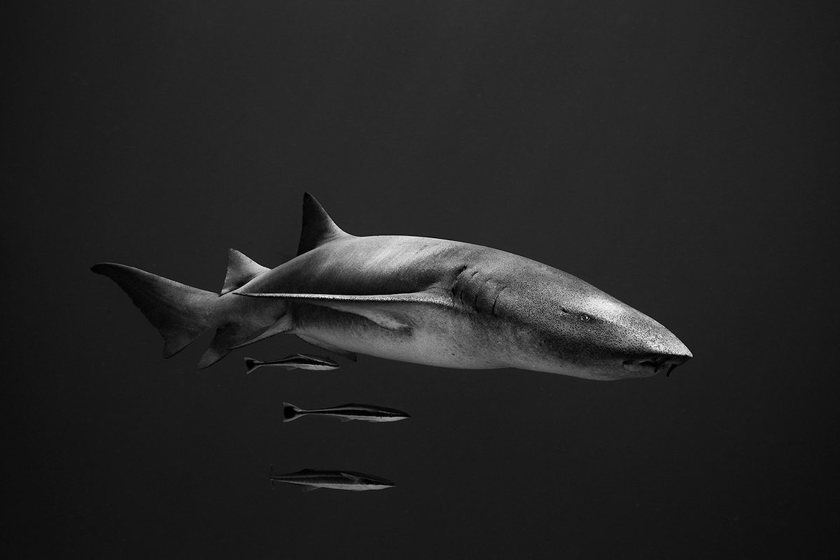 A black and white underwater image of a shark with three small fish underneath it. 