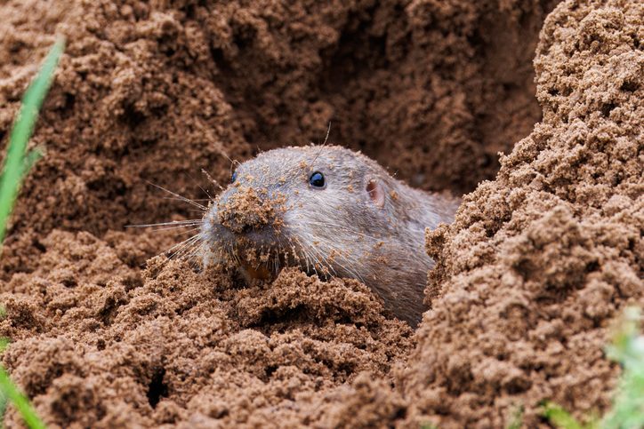 Pocket gopher