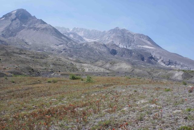 Gophers and plants thriving in the once barren area scarred by the volcanic eruption, 2012