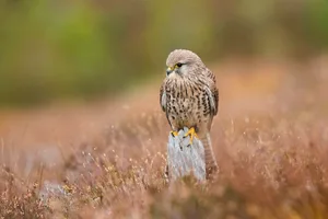 Common Kestrel on Perch Adult common kestrel perched on log
