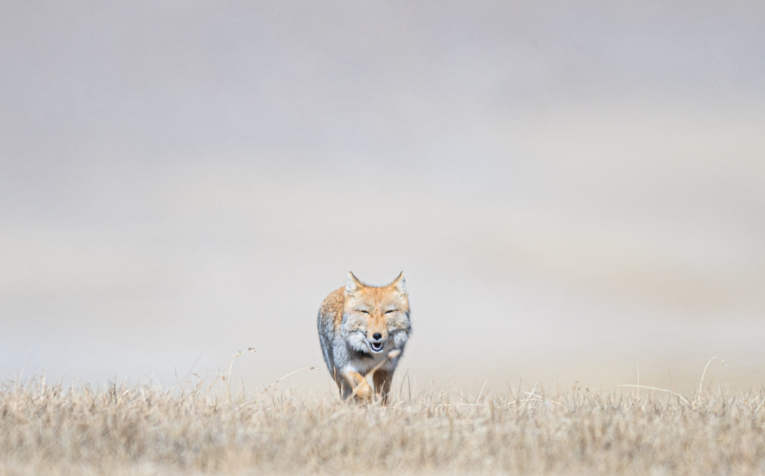 Tibetan sand fox walks through fog