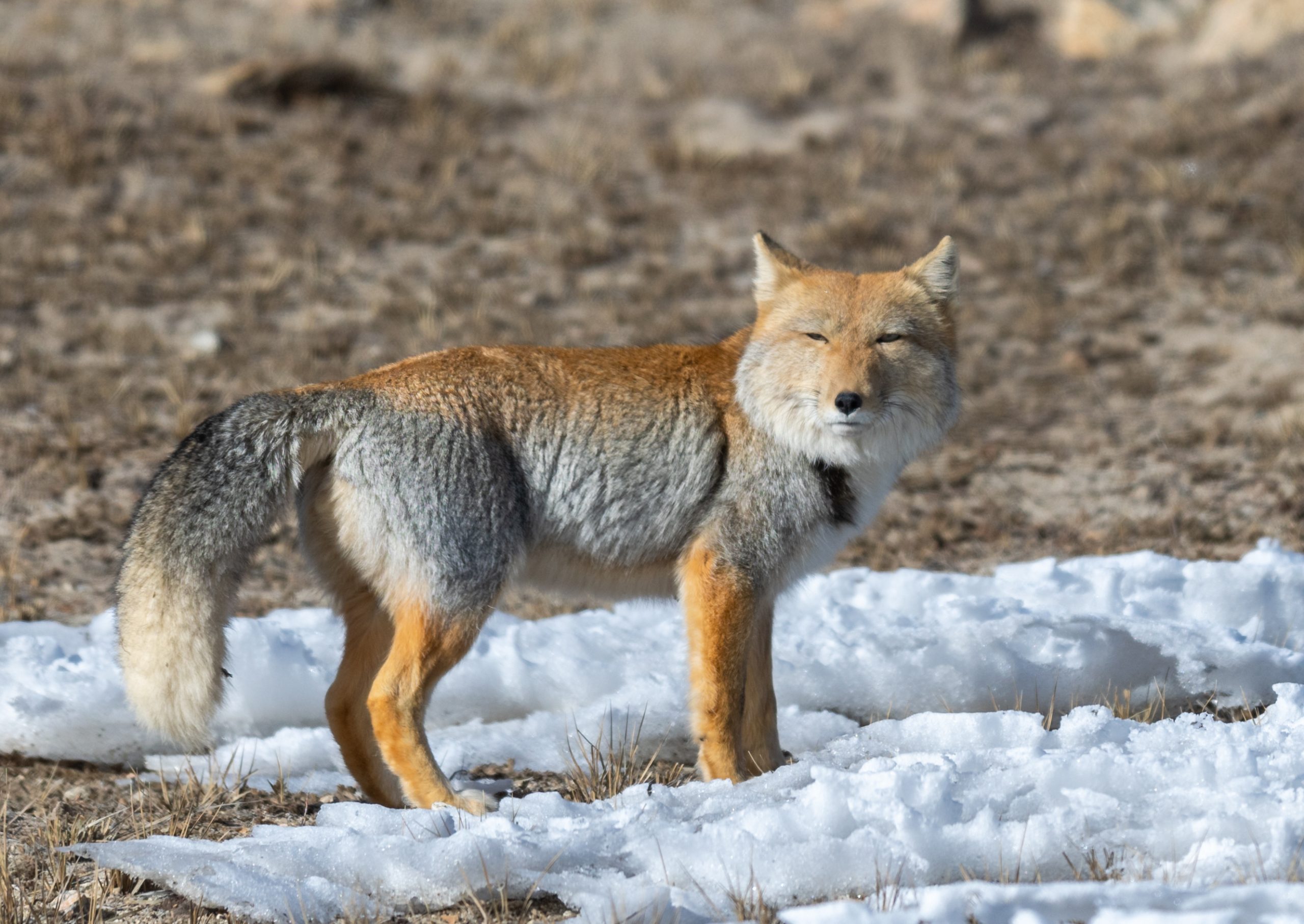 Tibetan sand fox near snow