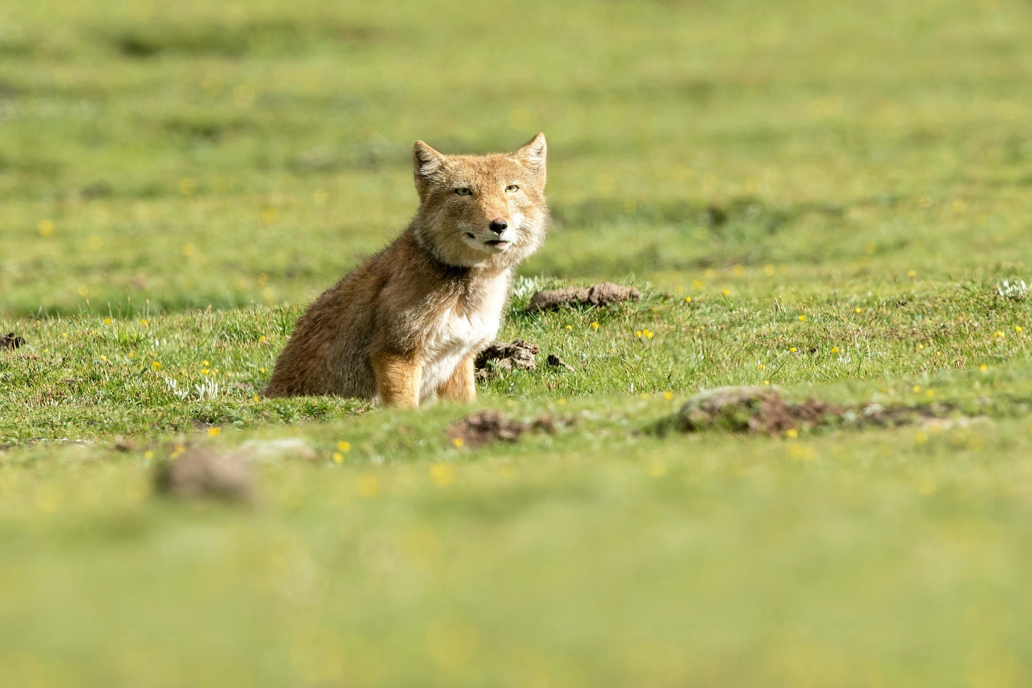 A Tibetan fox on a green field