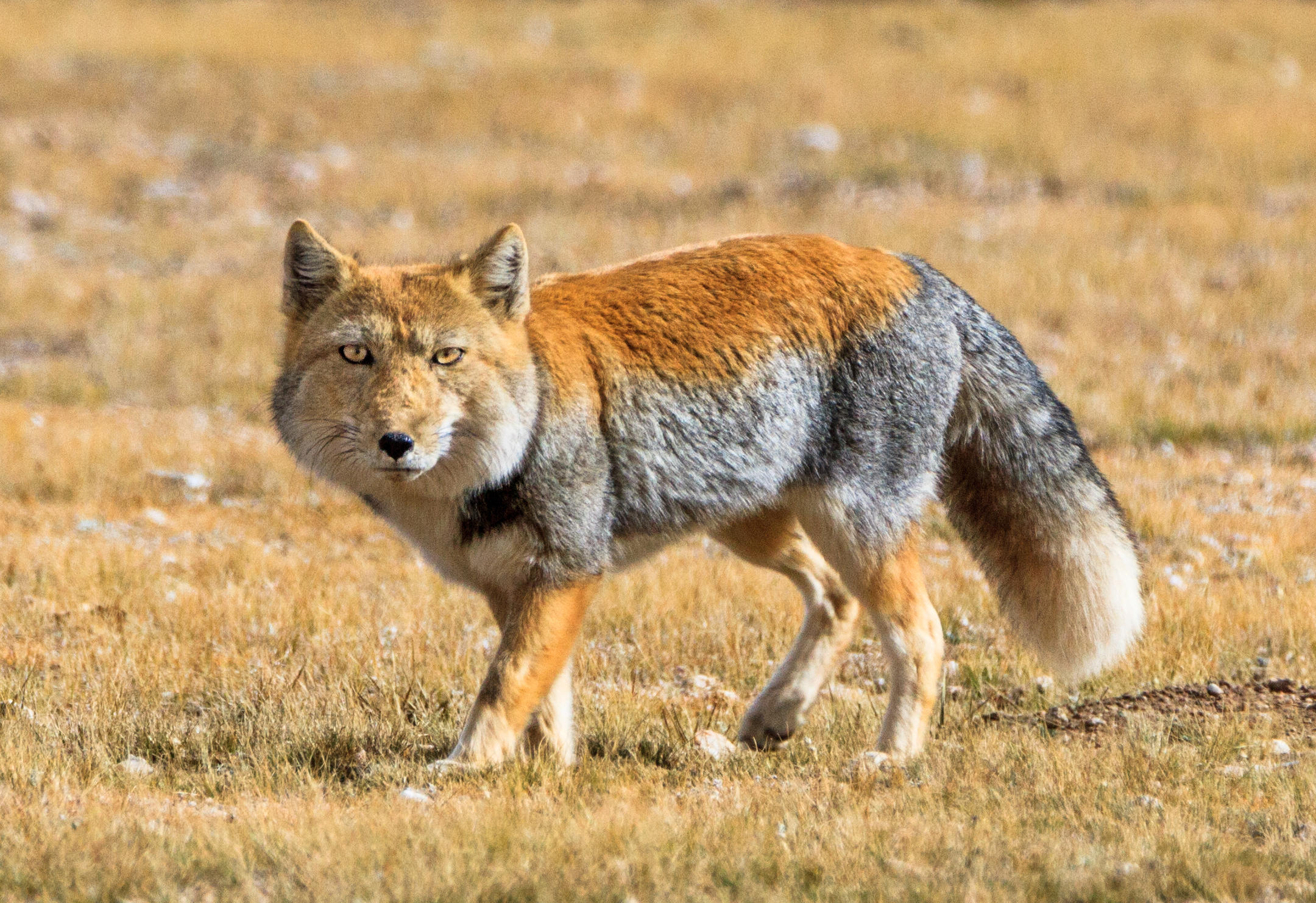 A serious-looking Tibetan sand fox