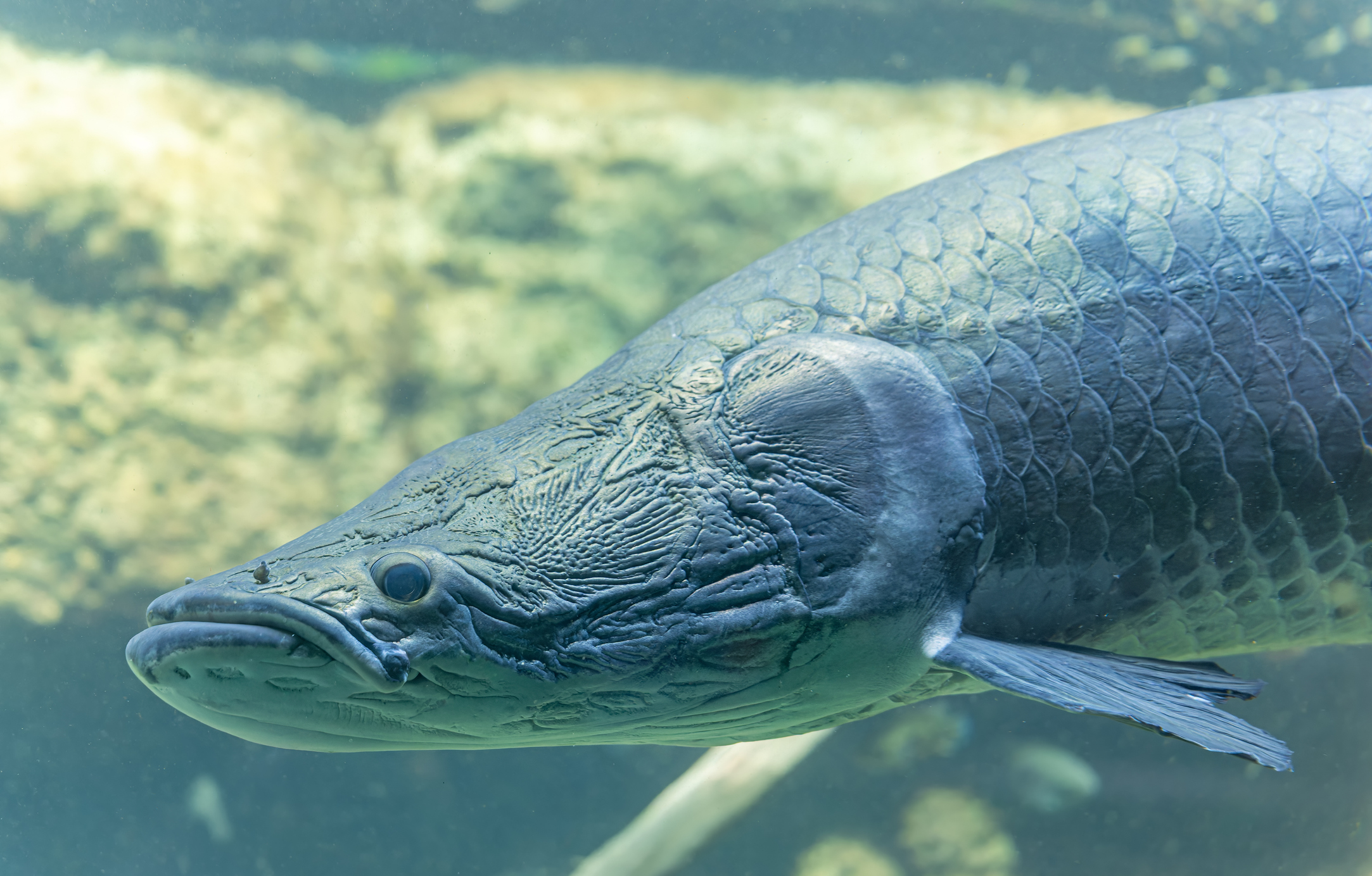 Side head view of an Arapaima (Arapaima gigas)